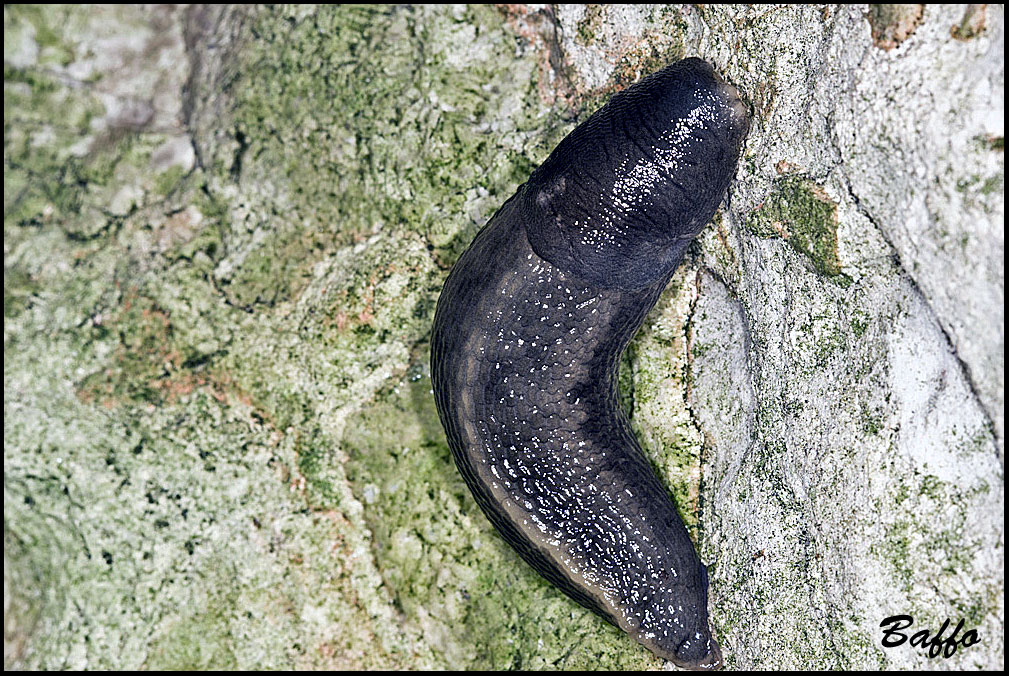 Limax cinereoniger di una grotta carsa triestina